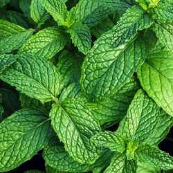 Herbs - Mint 1 bunch