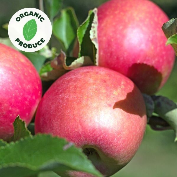 Apples Sundowner Organic 1kg