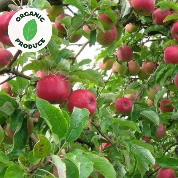 Apples Lady Williams Organic 500g