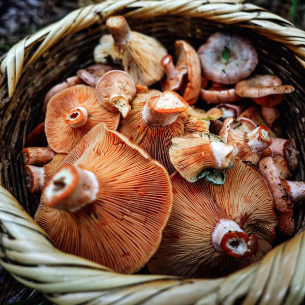 Mushrooms - Wild-picked pine mushrooms - 250g
