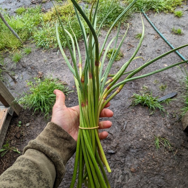 Garlic Scapes Organic 1 bunch