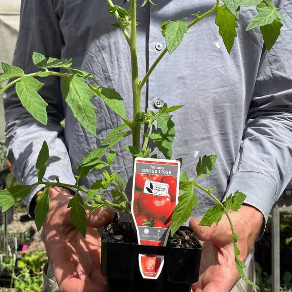 CERES Organic Tomato Seedling Grosse Lisse