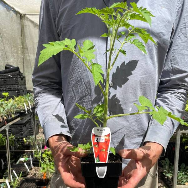 CERES Organic Tomato Seedling Roma