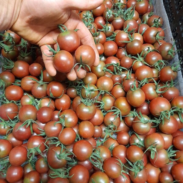 Tomatoes - Heritage/Cherry 250g
