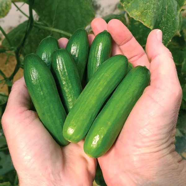 Cucumbers Snacking 300g (5-6)