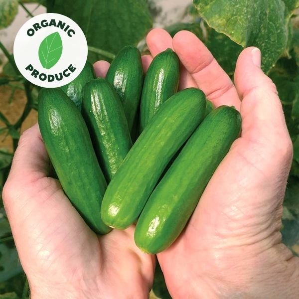 Cucumbers Snacking Organic 300g (5-6)