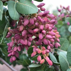 Pistachio (fresh) 5 kg
