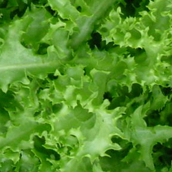 Endive Organic 1 bch