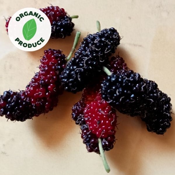 Mulberries Organic 125g punnet