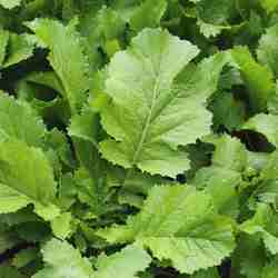 Mustard Green Organic 1 bunch