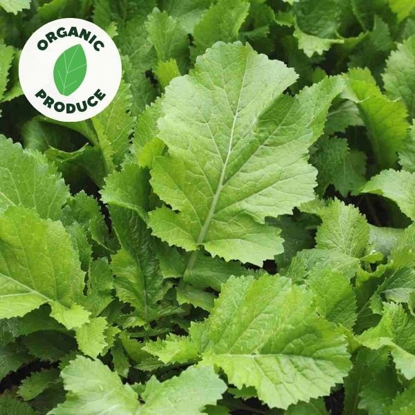 Mustard Green Organic 1 bunch
