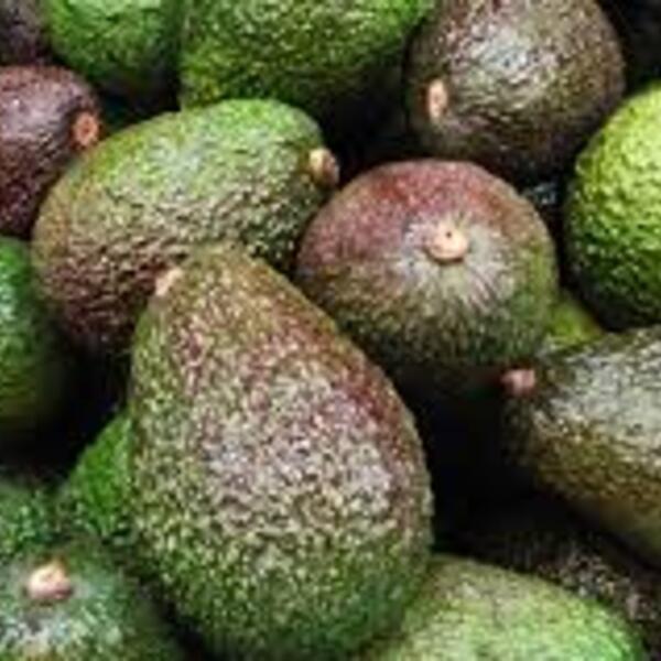 Avocados  Hass Organic x 5 Cocktail