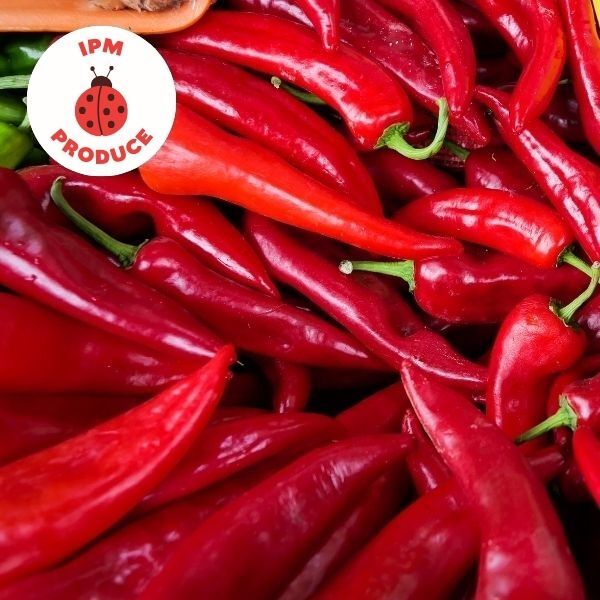 Capsicum Red, Orange, Yellow Bullhorn IPM 300g