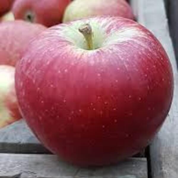 Apples Kalei 1kg