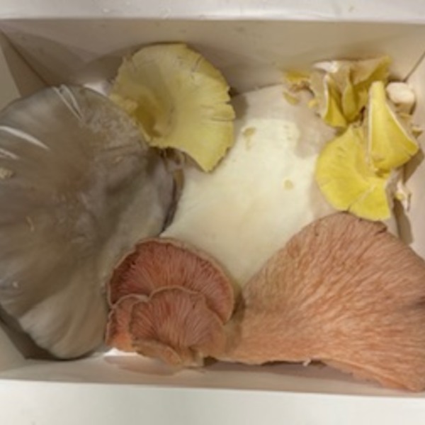 Mushrooms Oyster 150g