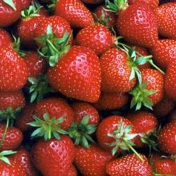 Strawberries Organic 500g Punnet SECONDS