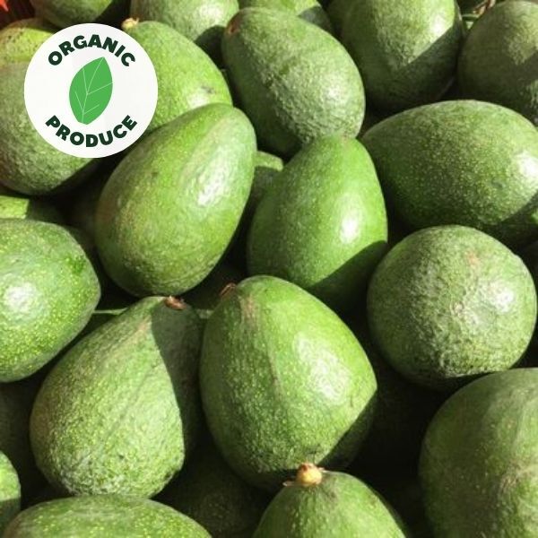 Avocado Fuerte Organic x1 med