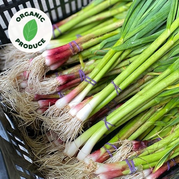 Garlic Spring Organic 1 bunch