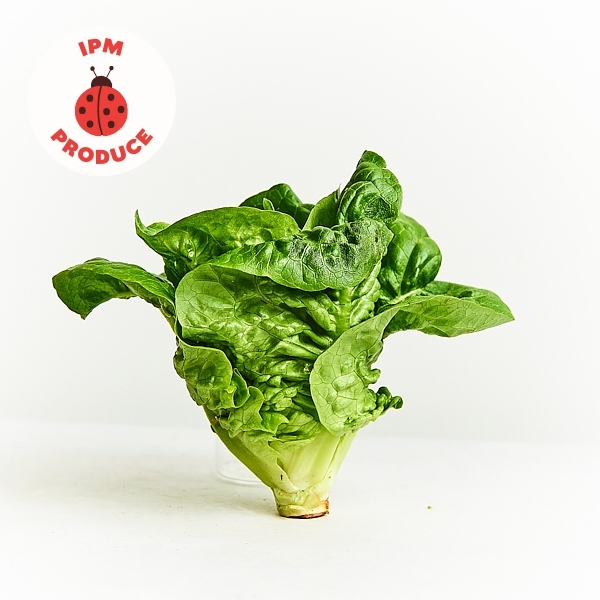 Lettuce Cos Baby IPM pack of 2