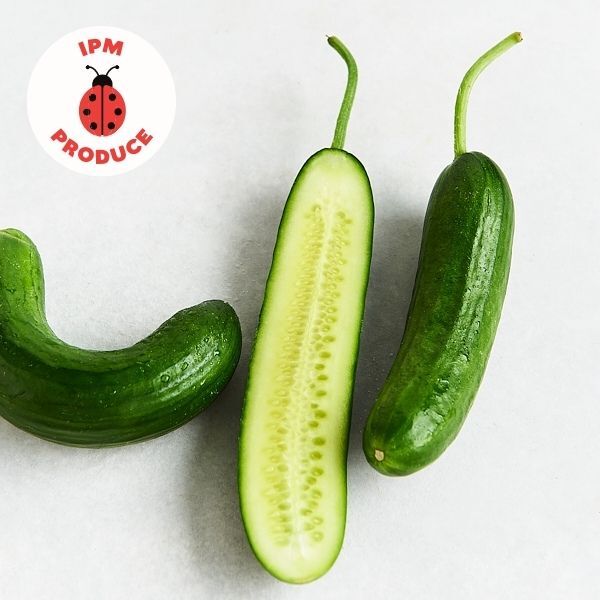 Cucumber Lebanese IPM x2