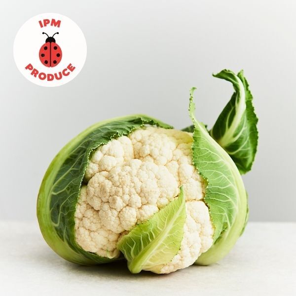 Cauliflower IPM x1