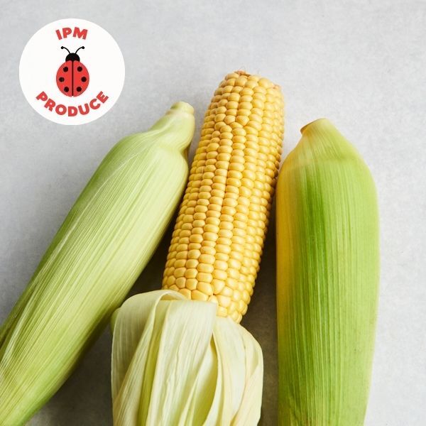 Corn IPM 3 cobs