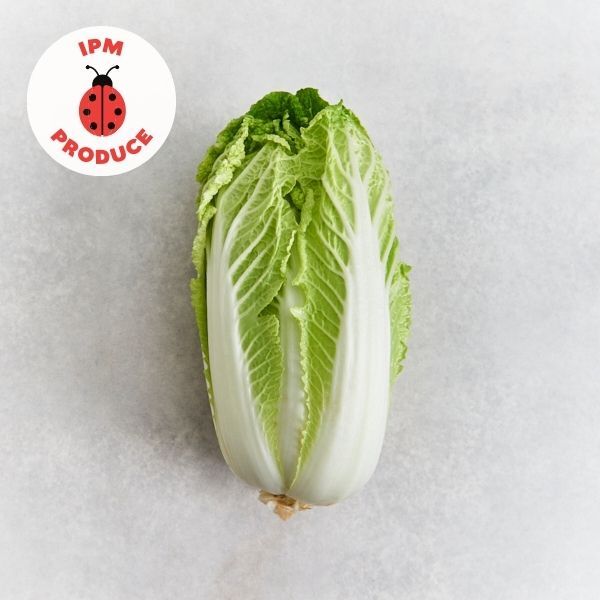 Cabbage Wombok IPM x1