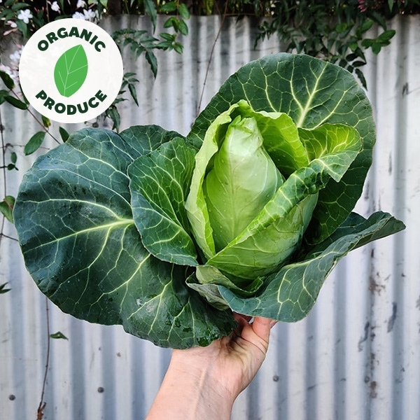 Cabbage Sugarloaf Organic x1