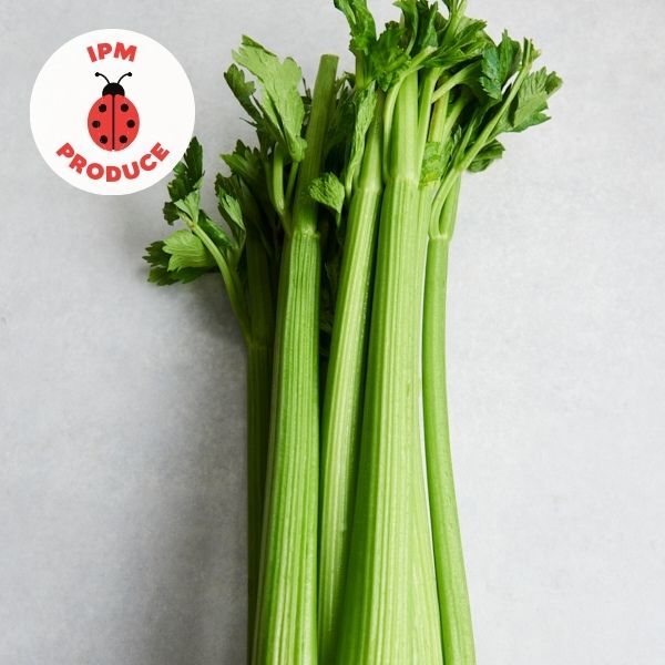 Celery IPM 10 bunches