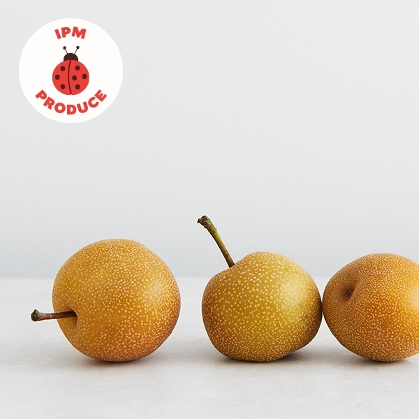 Pears Nashi IPM 1 Large