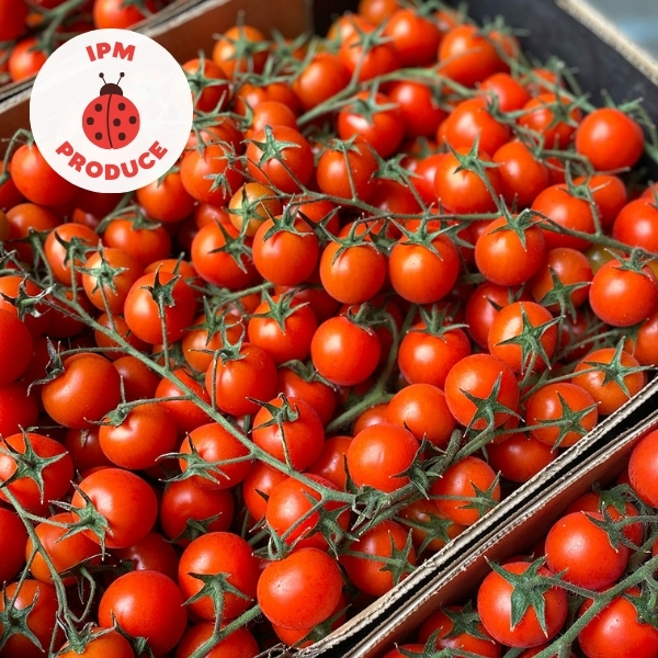 Tomatoes Cherry Truss IPM 200/250g X2