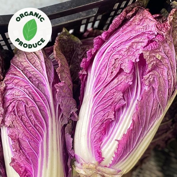 Cabbage Wombok Purple Organic 1/2