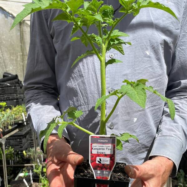CERES Organic Tomato Seedling Kangaroo Paw Brown