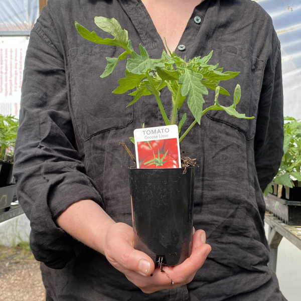 CERES Organic Tomato Seedling Rouge de Marmande