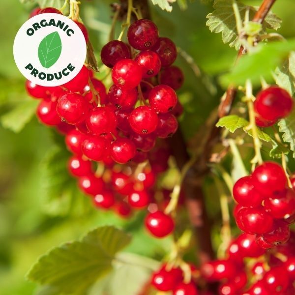 Red Currants Organic 125g