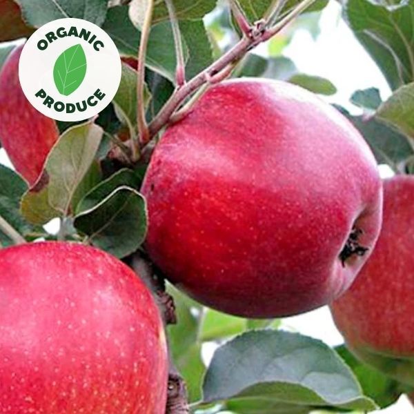 Apples Kalei Organic  500g