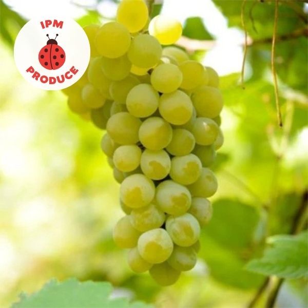 Grapes Sun Muscat IPM 1kg