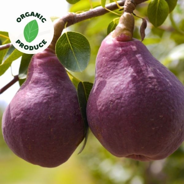 Pears Red Sienna Organic 1kg