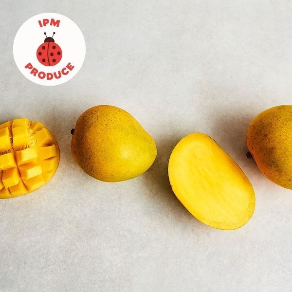 Mango Kensington Pride IPM x3 medium