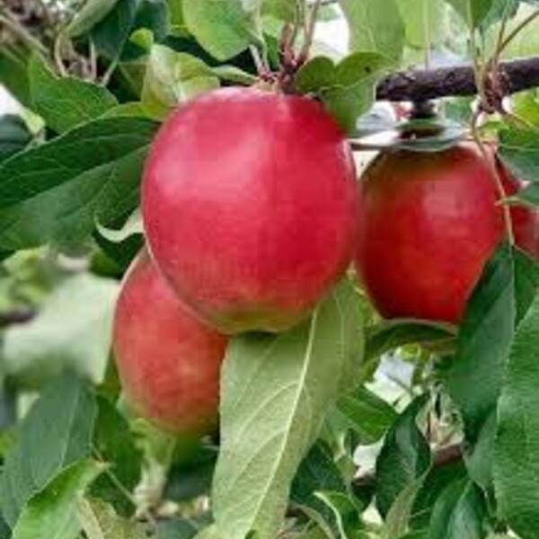 Apple Sassy IPM  500g