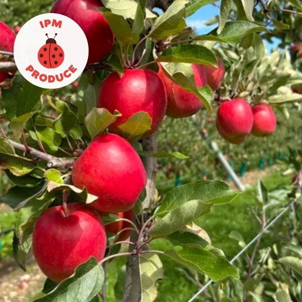 Apple Sassy IPM 1kg