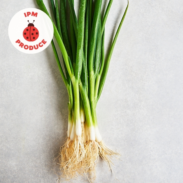 Spring Onions IPM 2 bunch