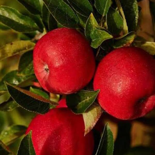 Apples Southern Bliss Organic  500g