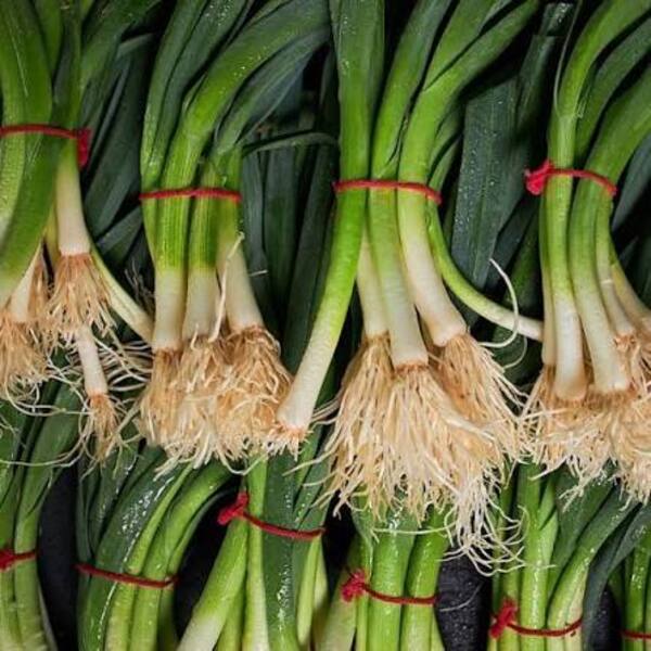 Leek Baby bunch