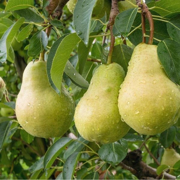 Pears Josephine  500g
