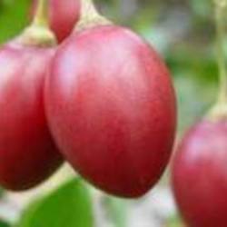 Tamarillo Organic x3