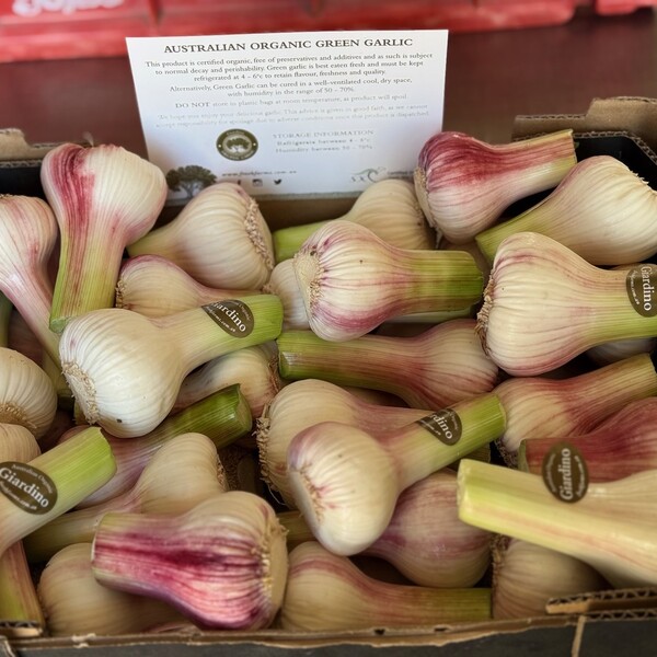 Garlic Spring  Bulb x1