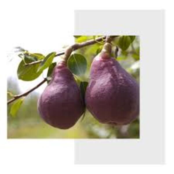 Pears Red Sienna Organic 500g